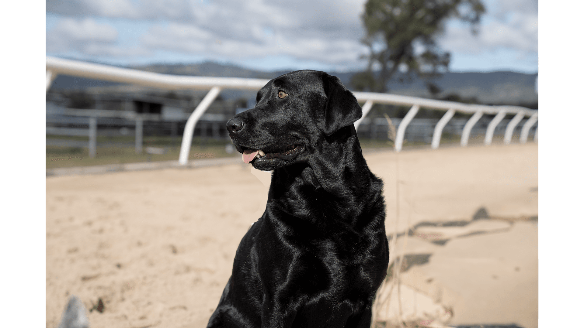 Maggie