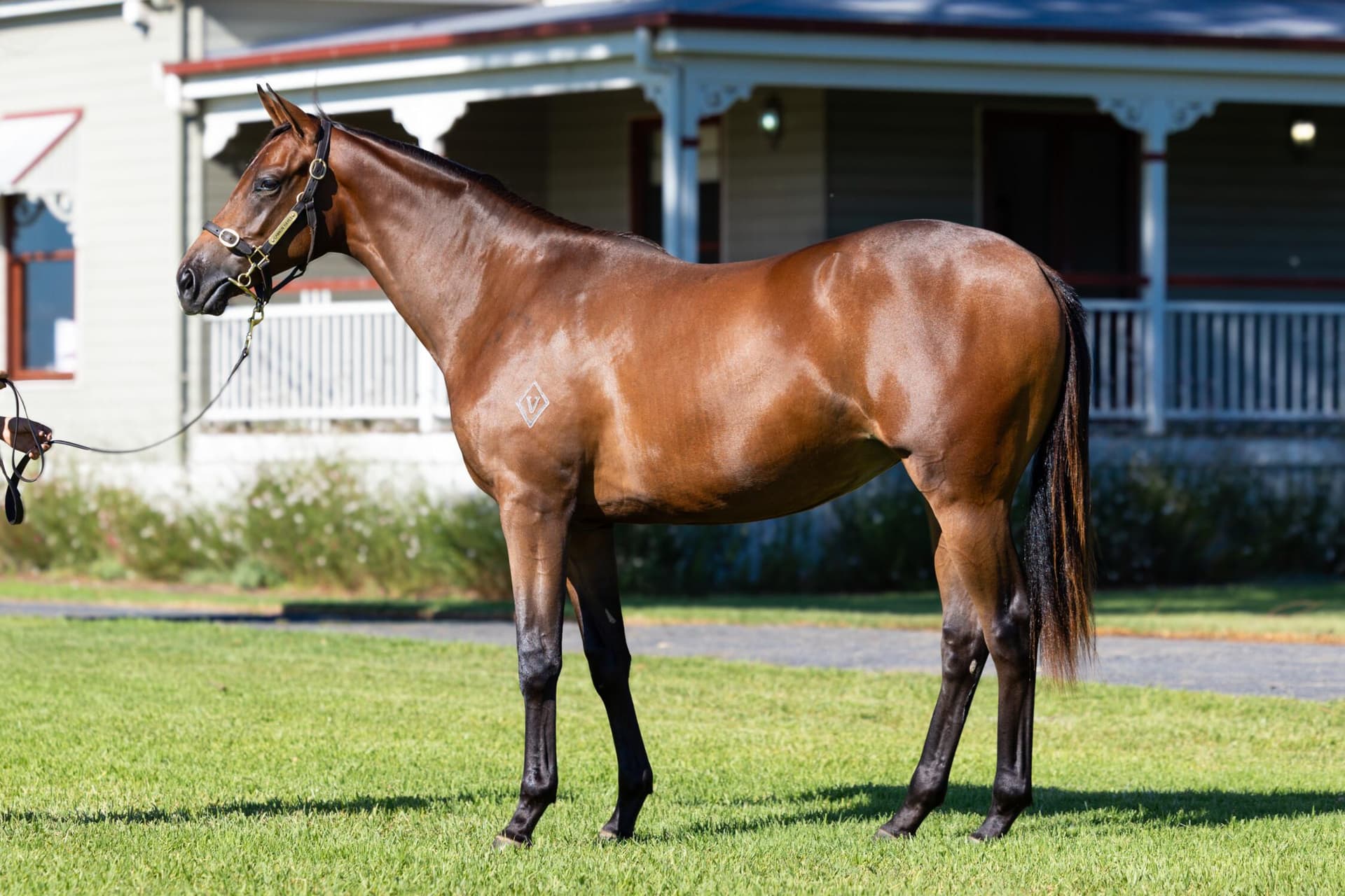 Too Darn Hot x Two For The Road