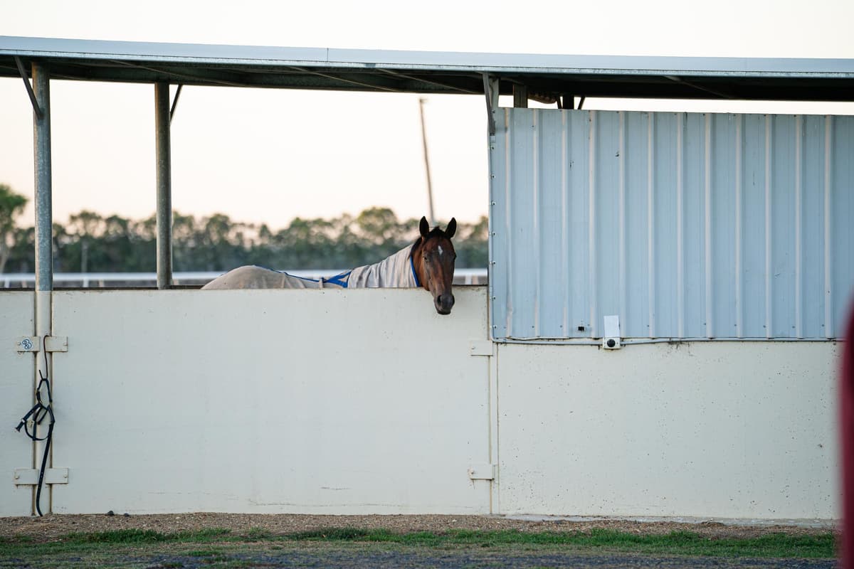 Ruddy Racing | Recent Purchases & Stable Growth