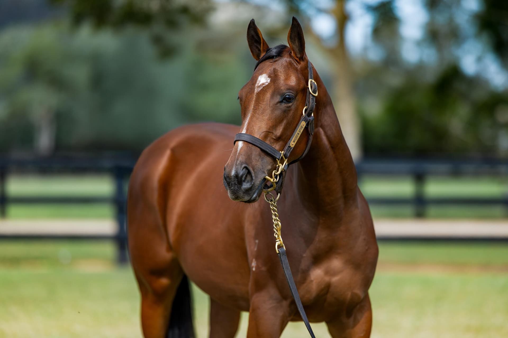 Justify x Lady Sharapova